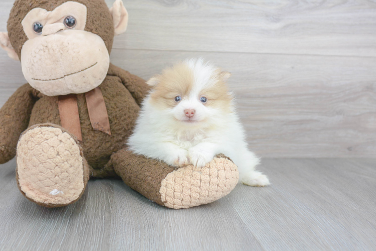 Hypoallergenic Pomeranian Baby