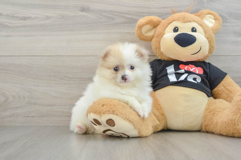 5 week old Pomeranian Puppy For Sale - Premier Pups