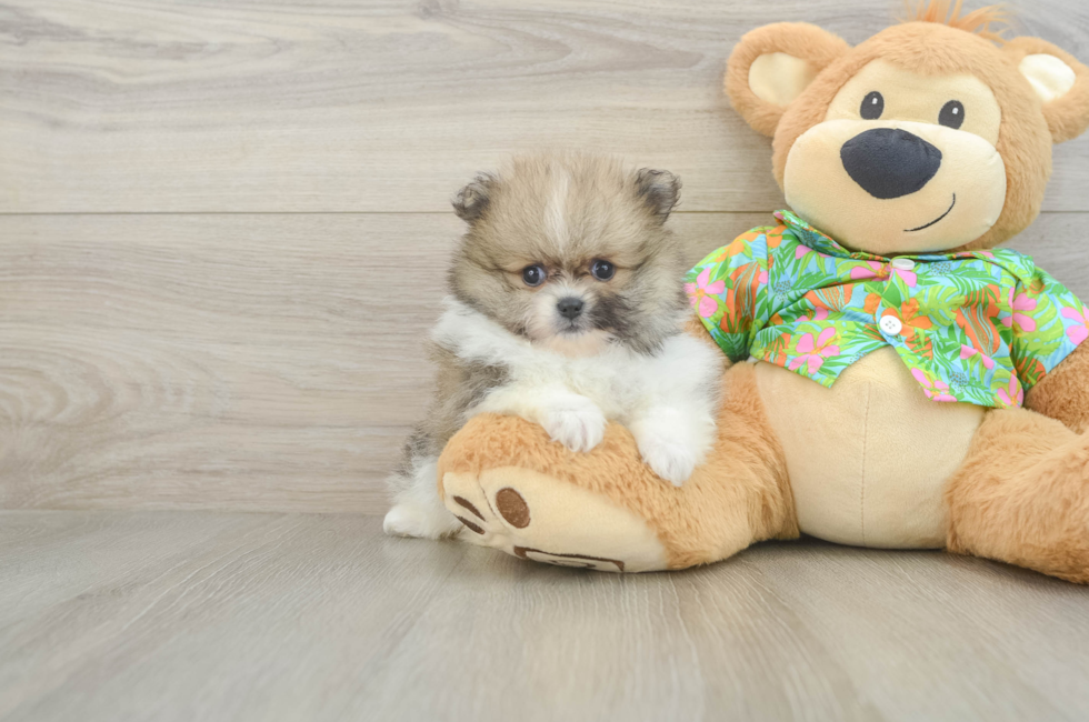 5 week old Pomeranian Puppy For Sale - Premier Pups
