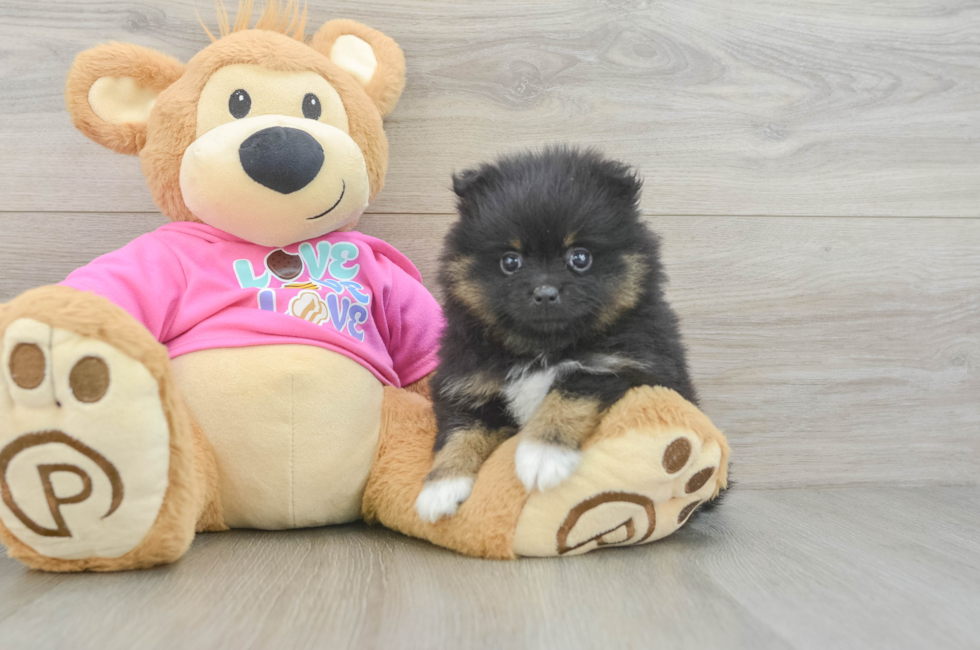 6 week old Pomeranian Puppy For Sale - Premier Pups