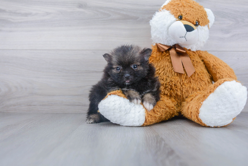 Happy Pomeranian Purebred Puppy