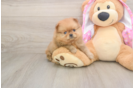 Small Pomeranian Purebred Pup