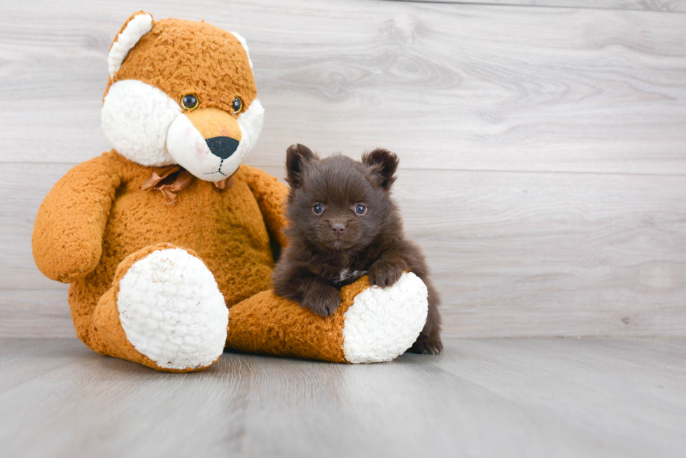 Happy Pomeranian Purebred Puppy