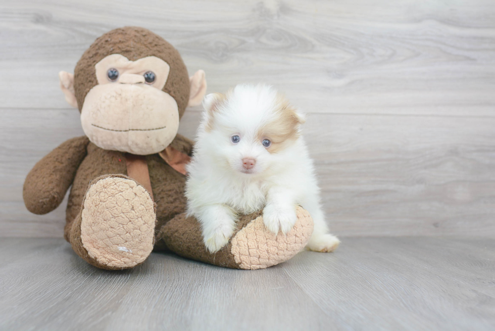 Funny Pomeranian Baby