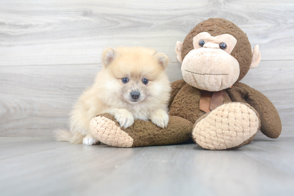 Adorable Pomeranian Purebred Puppy