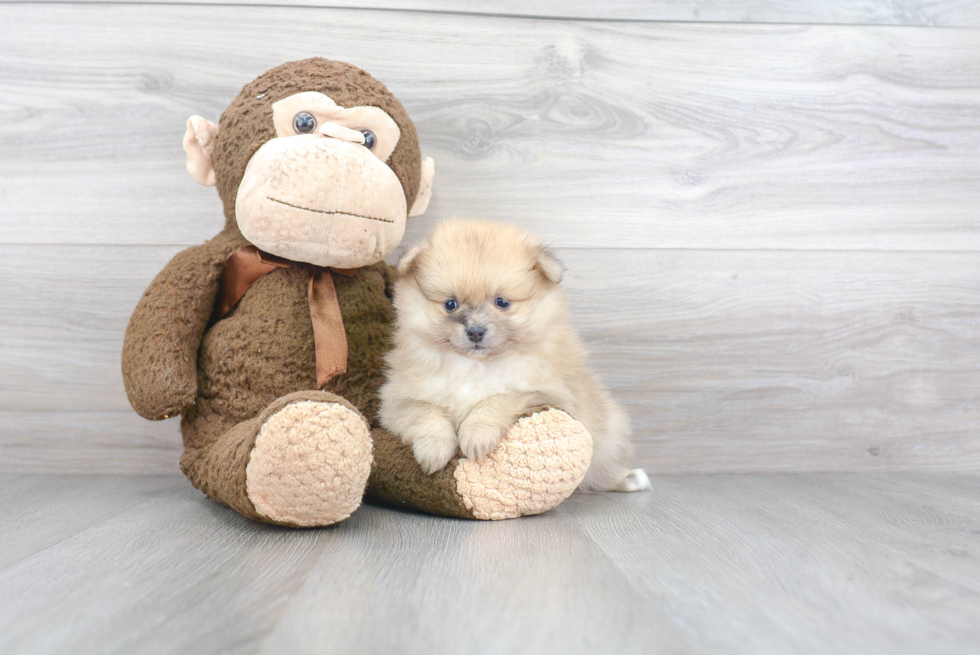 Happy Pomeranian Purebred Puppy