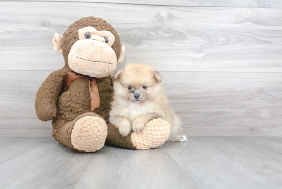 Happy Pomeranian Purebred Puppy