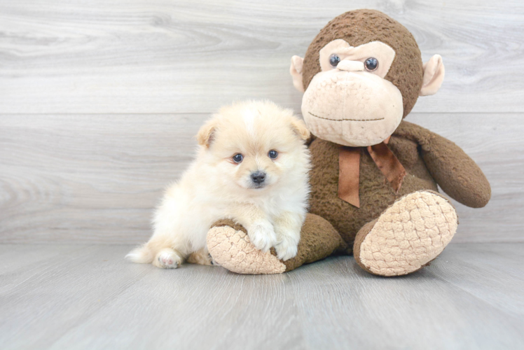 Pomeranian Pup Being Cute