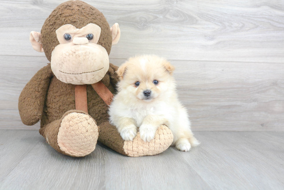 Hypoallergenic Pomeranian Baby