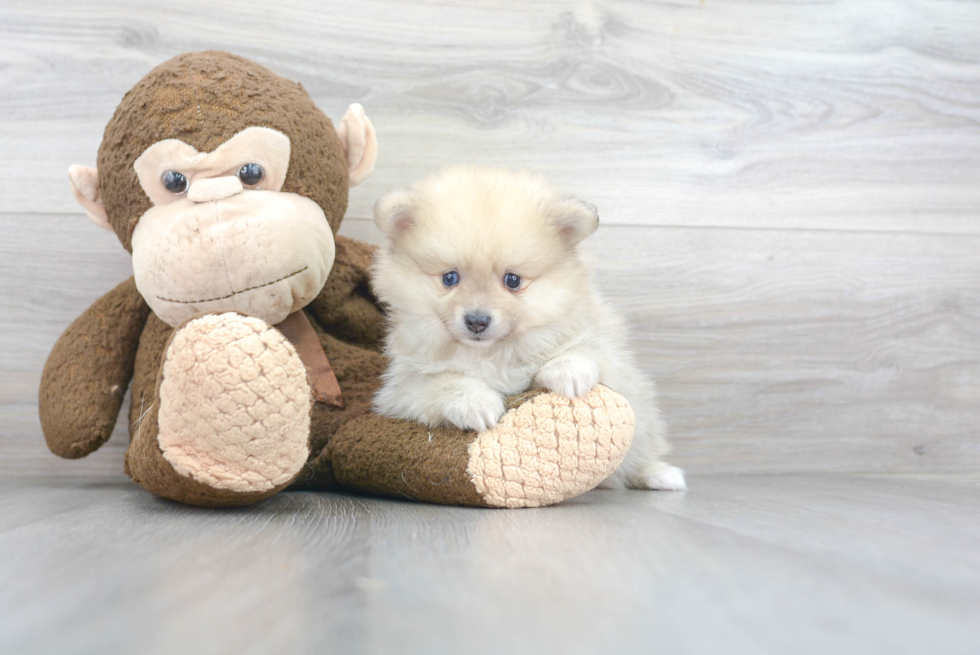 Friendly Pomeranian Baby