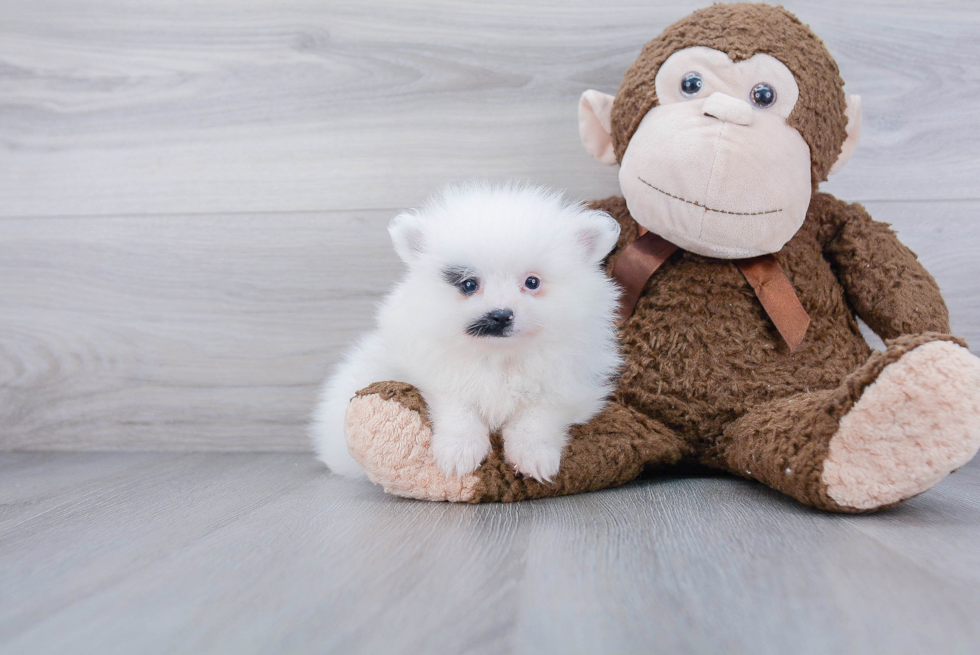 Pomeranian Pup Being Cute