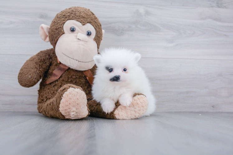 Fluffy Pomeranian Purebred Puppy