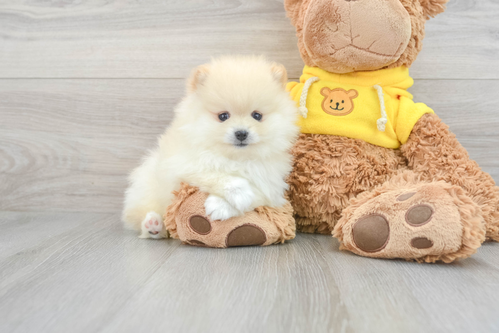 Pomeranian Pup Being Cute