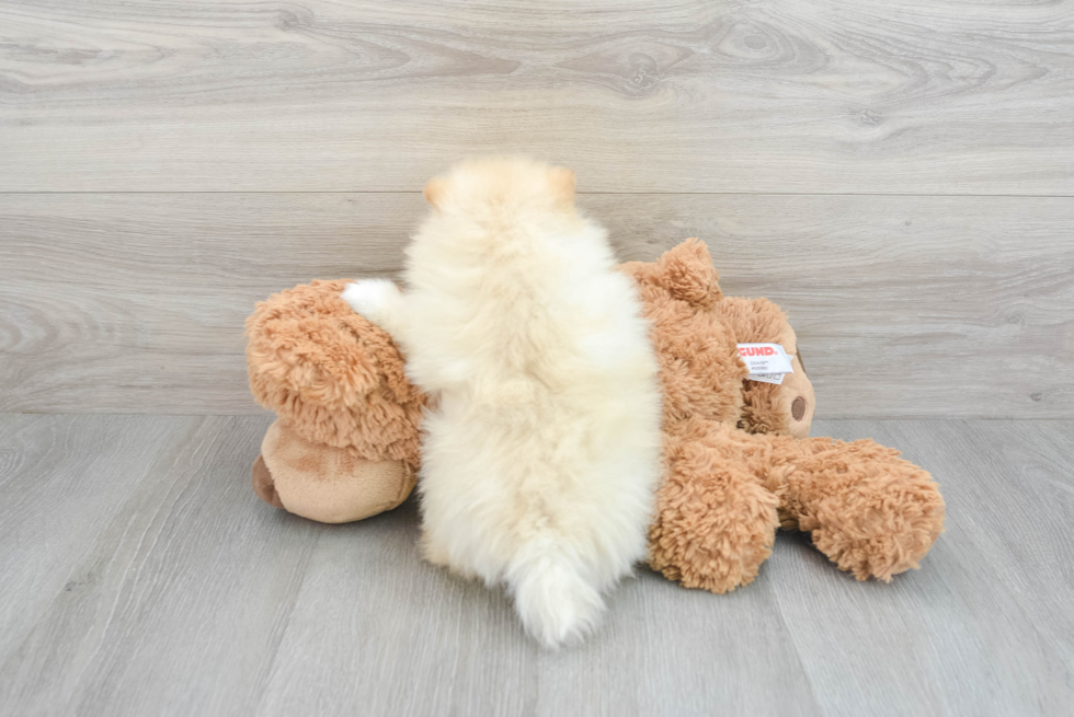 Pomeranian Pup Being Cute
