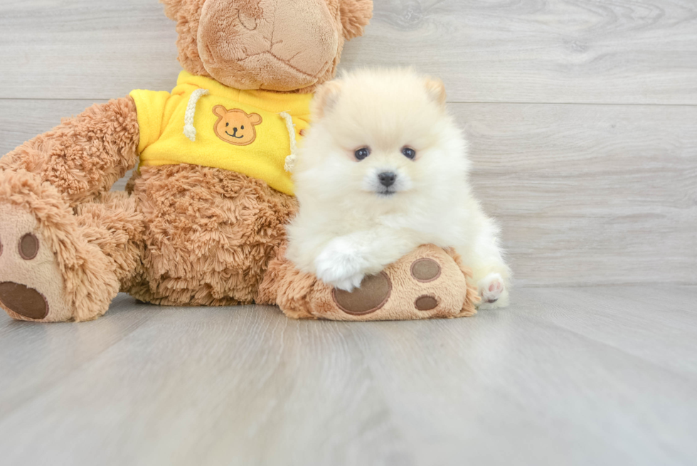 Best Pomeranian Baby