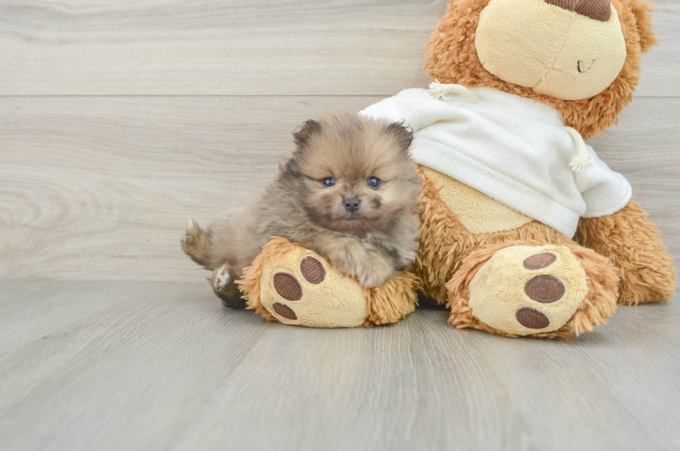 5 week old Pomeranian Puppy For Sale - Premier Pups