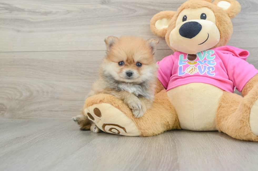 5 week old Pomeranian Puppy For Sale - Premier Pups