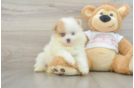 Hypoallergenic Pomeranian Baby