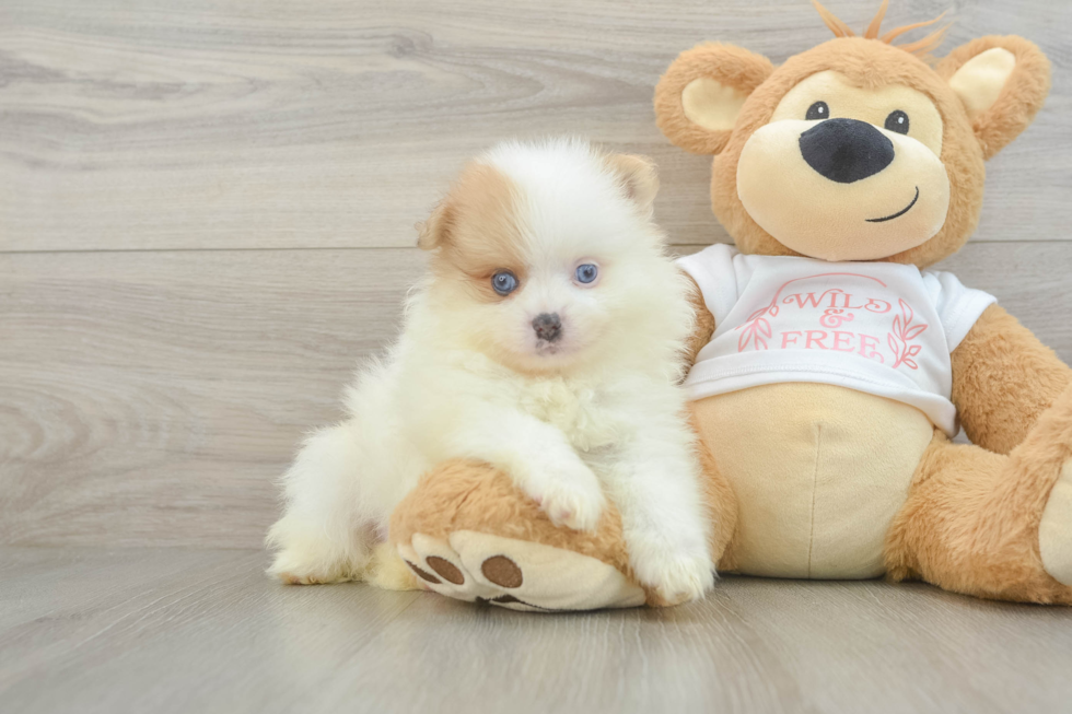 Hypoallergenic Pomeranian Baby