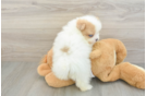 Best Pomeranian Baby