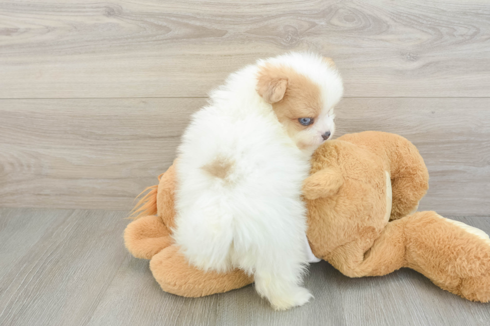 Best Pomeranian Baby