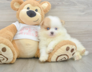 6 week old Pomeranian Puppy For Sale - Premier Pups