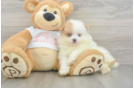 Playful Pomeranian Baby