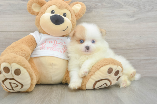 Playful Pomeranian Baby