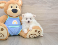 5 week old Pomeranian Puppy For Sale - Premier Pups