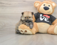 8 week old Pomeranian Puppy For Sale - Premier Pups