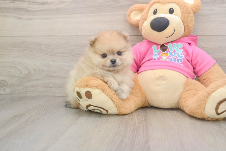 Funny Pomeranian Purebred Pup