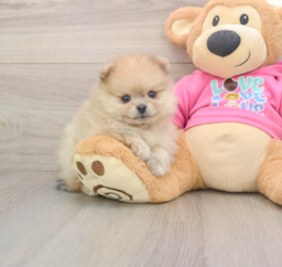 6 week old Pomeranian Puppy For Sale - Premier Pups