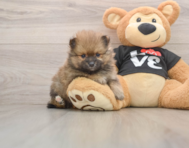 8 week old Pomeranian Puppy For Sale - Premier Pups