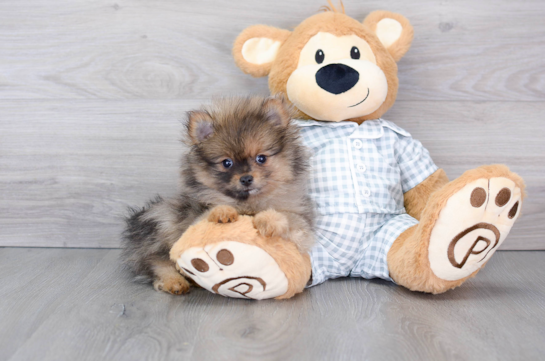 Funny Pomeranian Baby