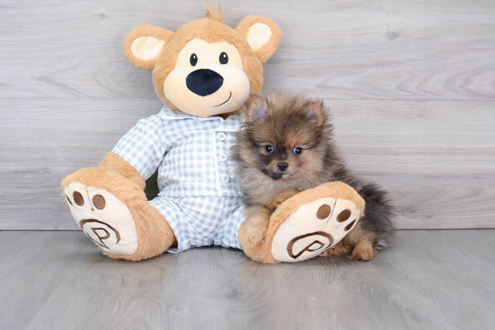 Pomeranian Pup Being Cute