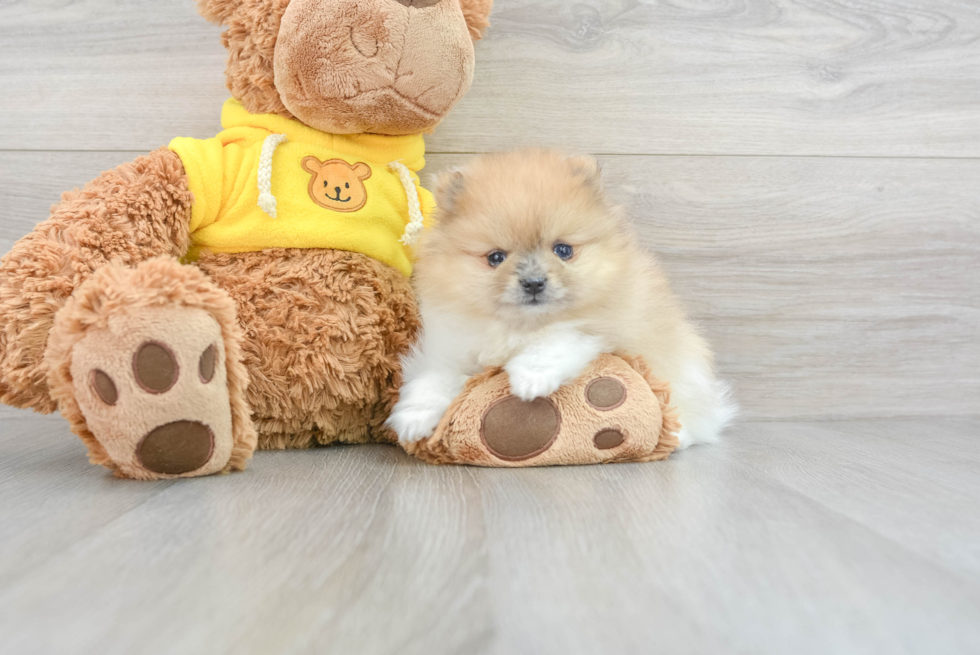 Hypoallergenic Pomeranian Baby