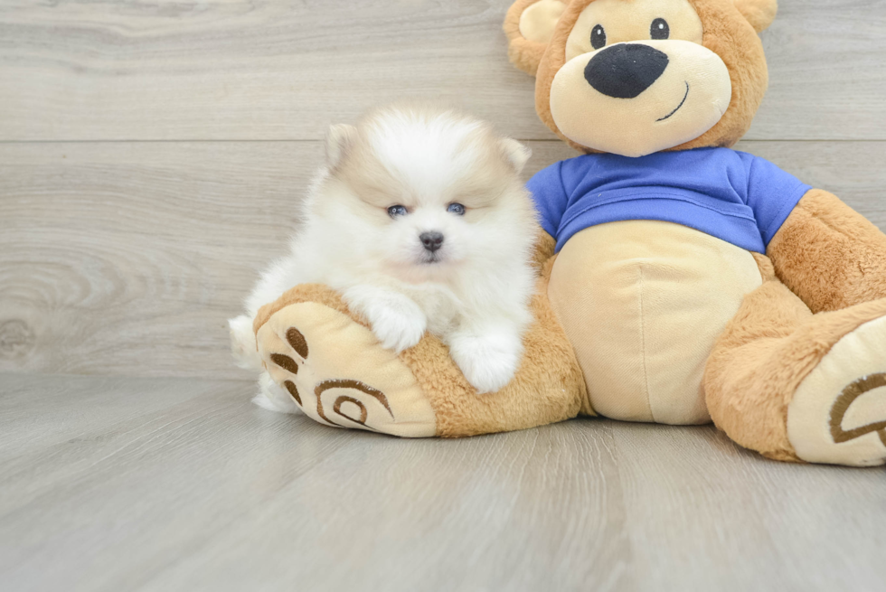 Playful Pomeranian Purebred Pup