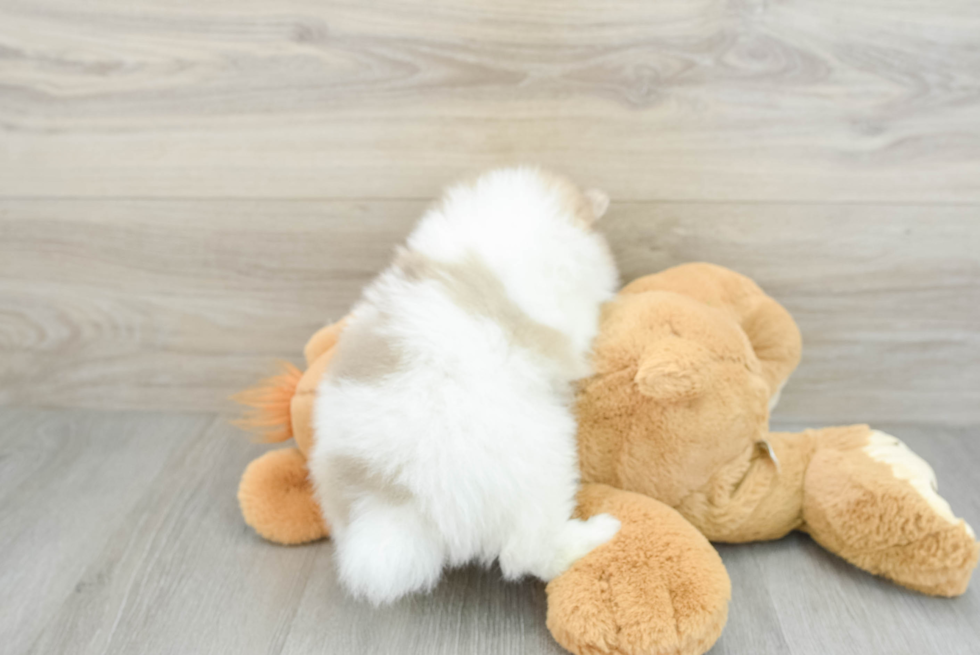 Pomeranian Puppy for Adoption