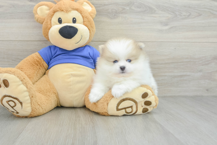 Small Pomeranian Baby