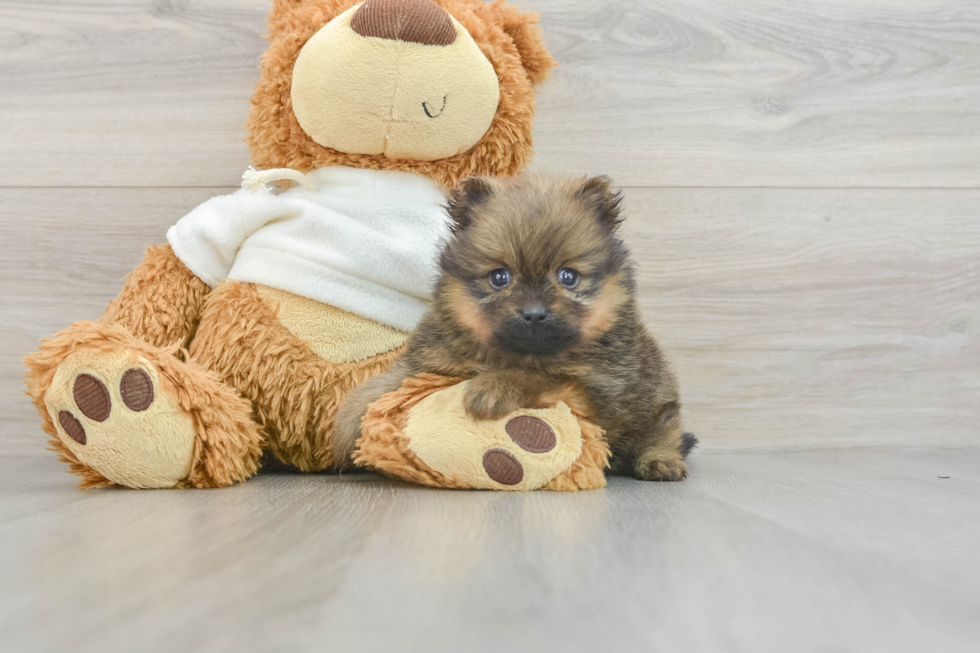 Playful Pomeranian Baby