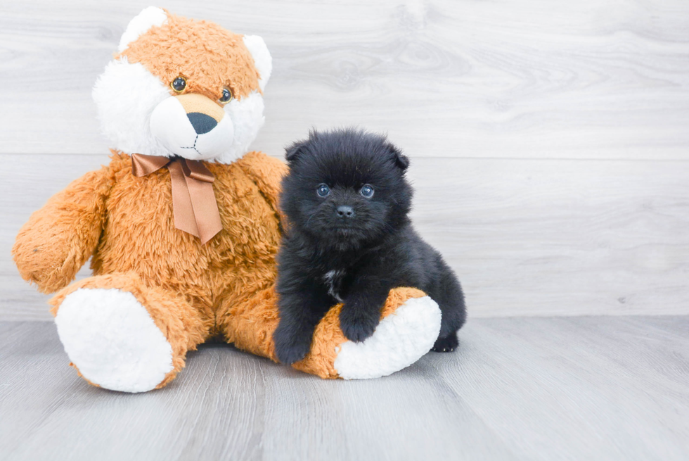 Sweet Pomeranian Purebred Puppy