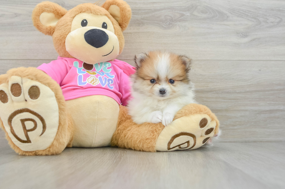 5 week old Pomeranian Puppy For Sale - Premier Pups