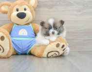 7 week old Pomeranian Puppy For Sale - Premier Pups