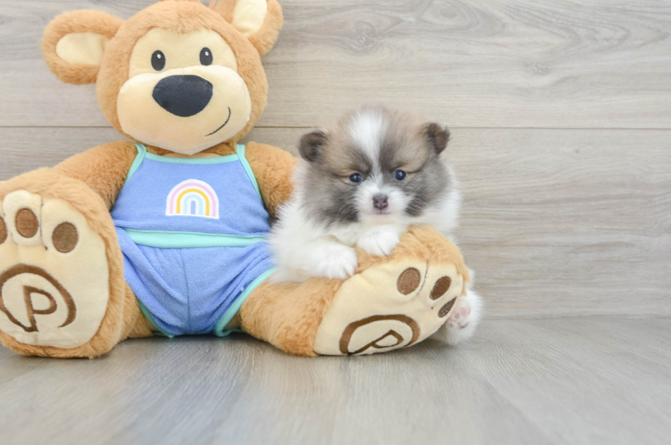 5 week old Pomeranian Puppy For Sale - Premier Pups