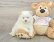 6 week old Pomeranian Puppy For Sale - Premier Pups