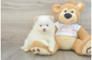 Funny Pomeranian Purebred Pup