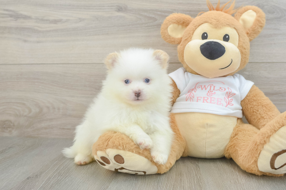 Funny Pomeranian Purebred Pup