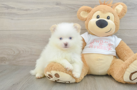 Funny Pomeranian Purebred Pup