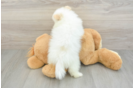 Pomeranian Pup Being Cute
