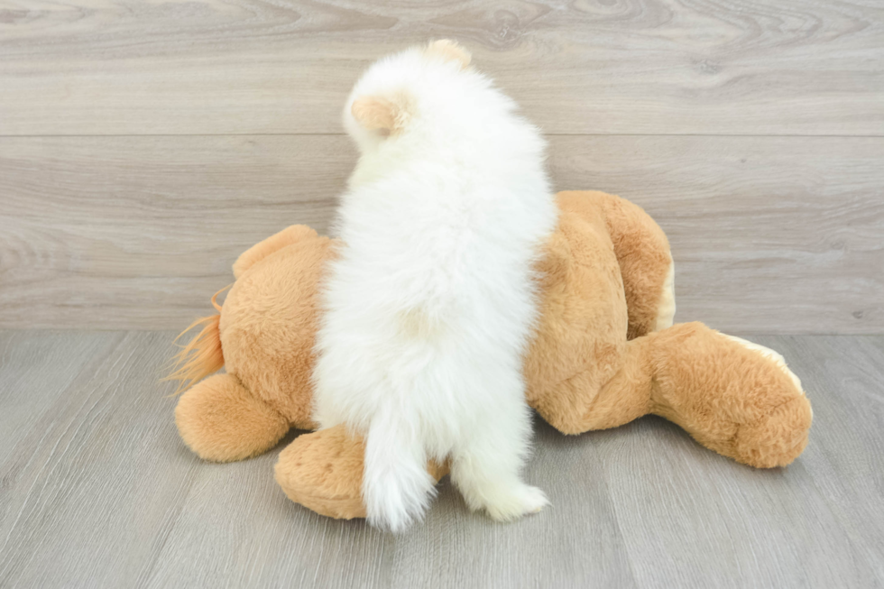 Pomeranian Pup Being Cute
